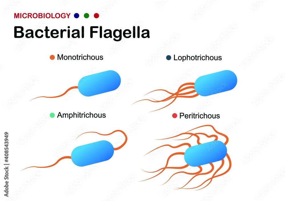 Location of Flagella in Bacteria